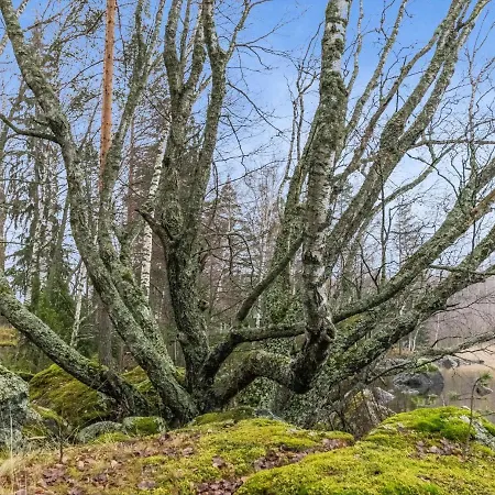 Kaerkimoekki By Interhome * Hauho